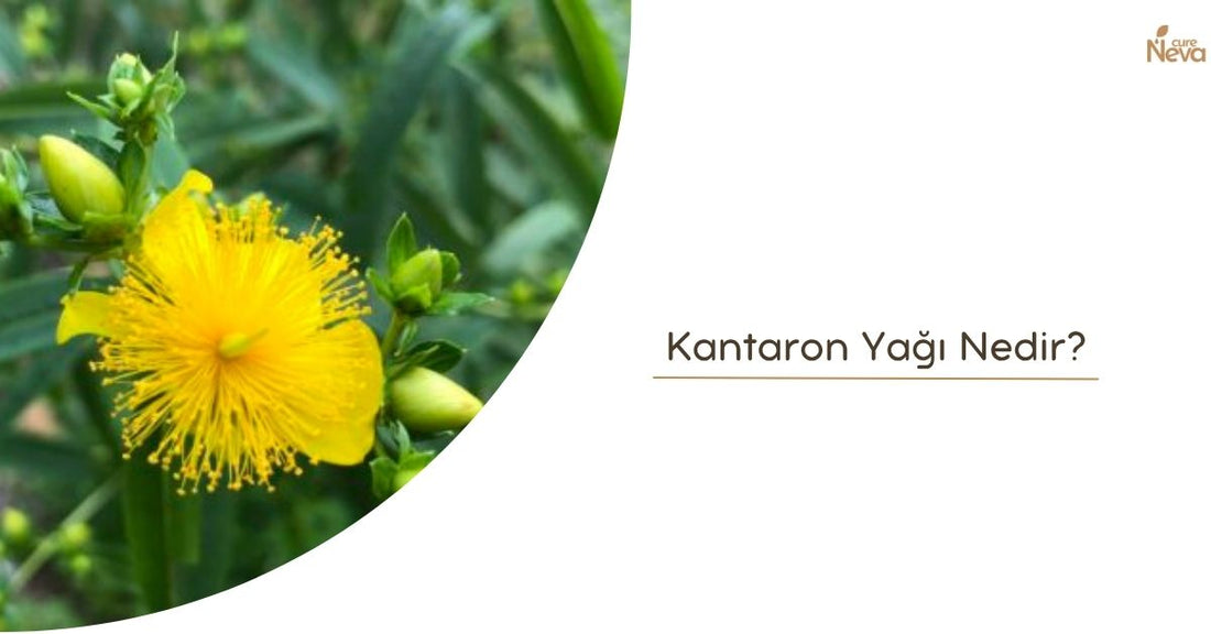 kantaron yağı nedir