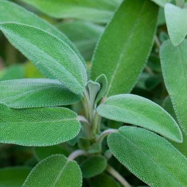 Ada Çayı (Naturel)