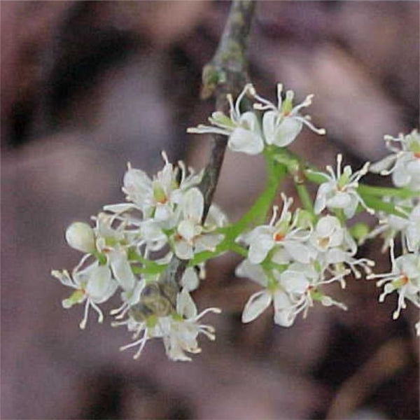 Amyris