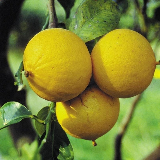 Bergamot