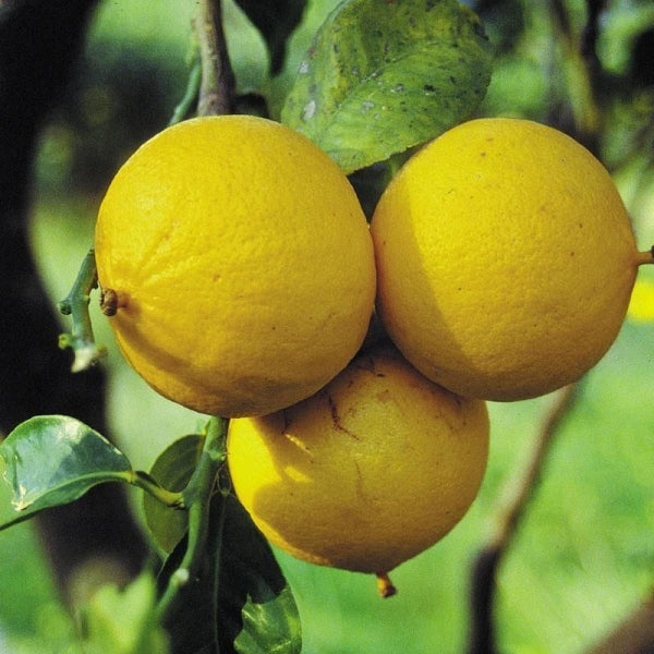 Bergamot (Bergaptensiz)