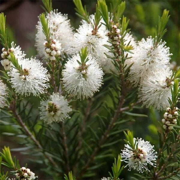 Hint Defnesi (Tea Tree)