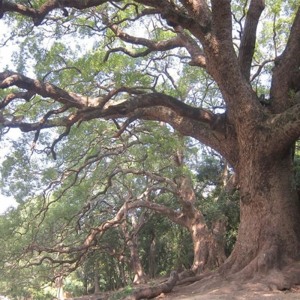 Ho ağacı (Kafur)