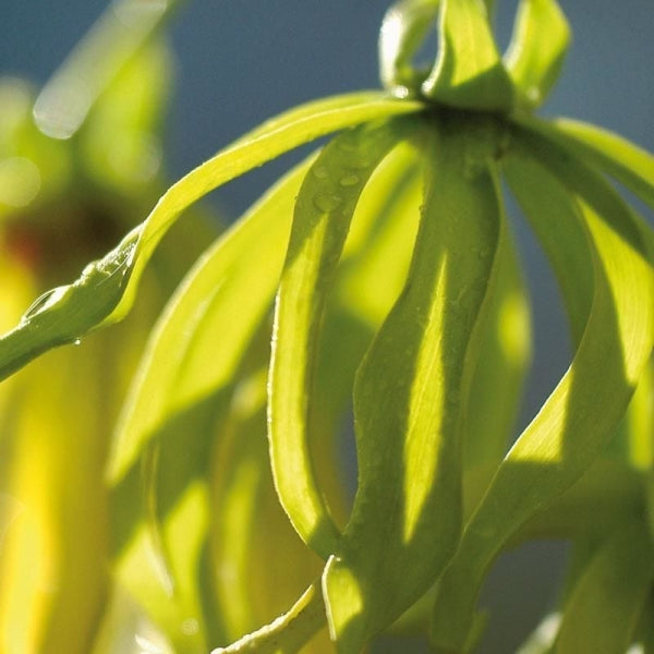 Kananga Extra (Ylang Ylang)