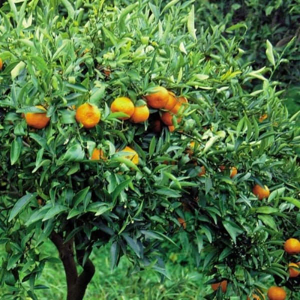 Kırmızı Mandalina
