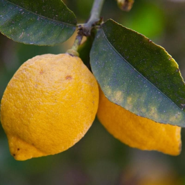 Limon