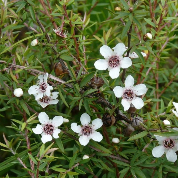 Manuka