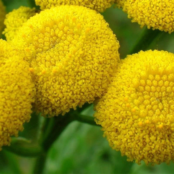 Mavi Papatya (Blue Tansy)