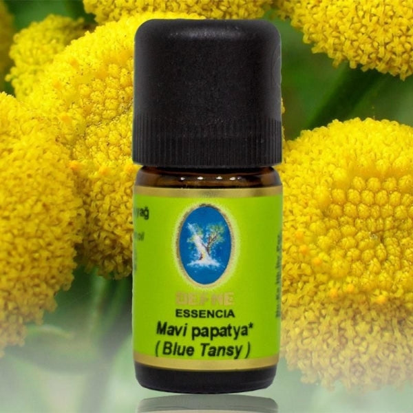 Mavi Papatya (Blue Tansy)