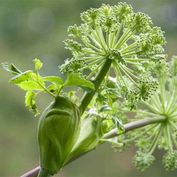 Melekotu