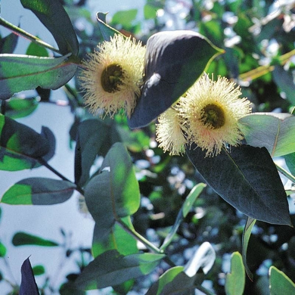 Ökaliptus Radiata