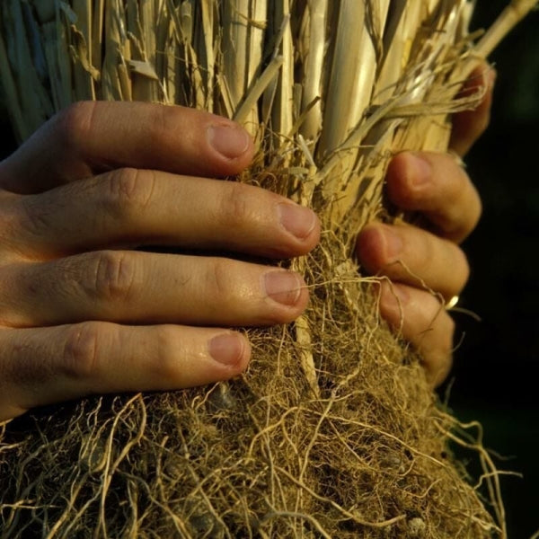 Vetiver