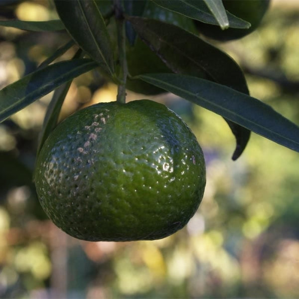 Yeşil Mandalina