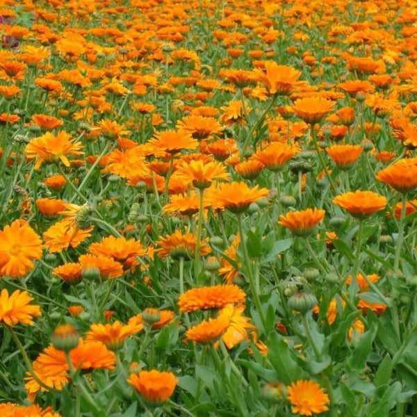 Kalendula yağı