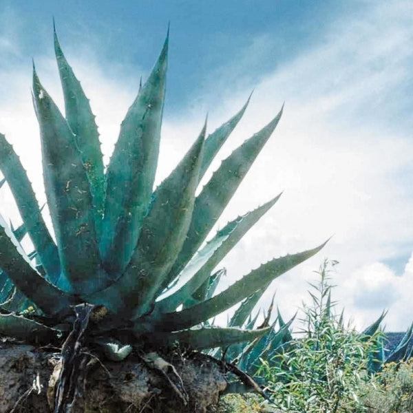 Sarısabır (Aloe vera) Yağı