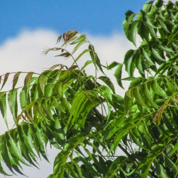 Neem (Tesbih Ağacı) Yağı