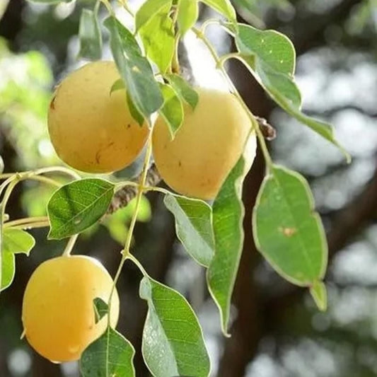 Marula Yağı