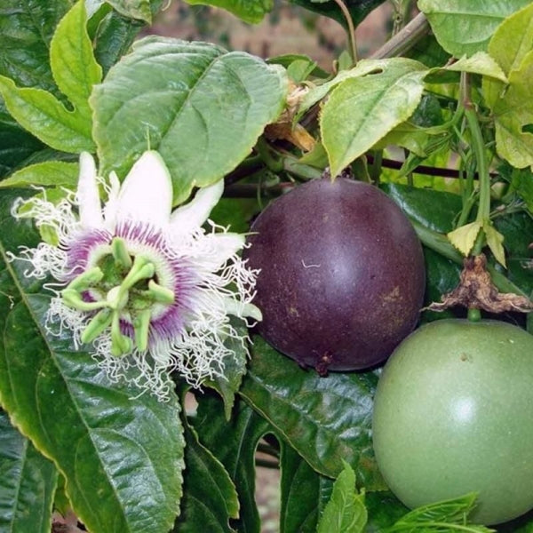 Çarkıfelek Yağı