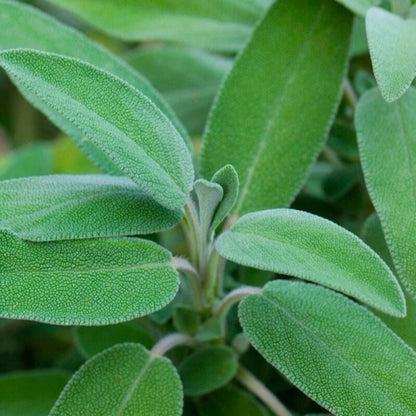 Ada Çayı (Naturel)