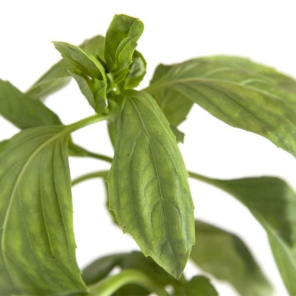 Fesleğen Tropical (Organik)