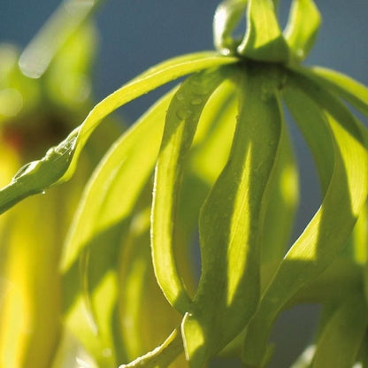 Kananga Extra (Ylang Ylang)