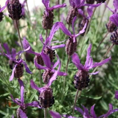 Karabaş Otu (Organik)