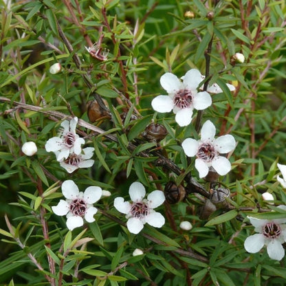 Manuka