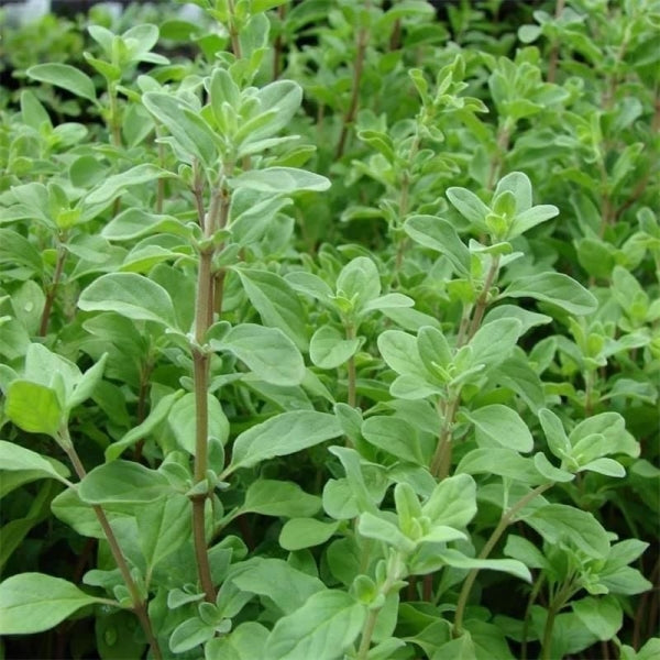 Mercanköşk