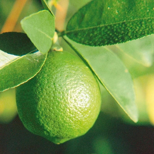 Misket Limonu (Limette)