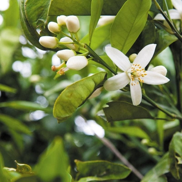 Neroli (Fasturuncu)