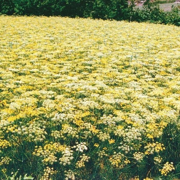 Rezene
