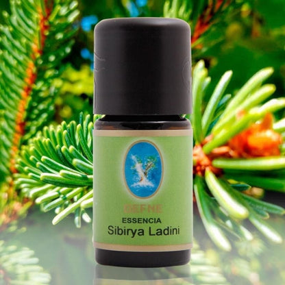 Sibirya Ladini
