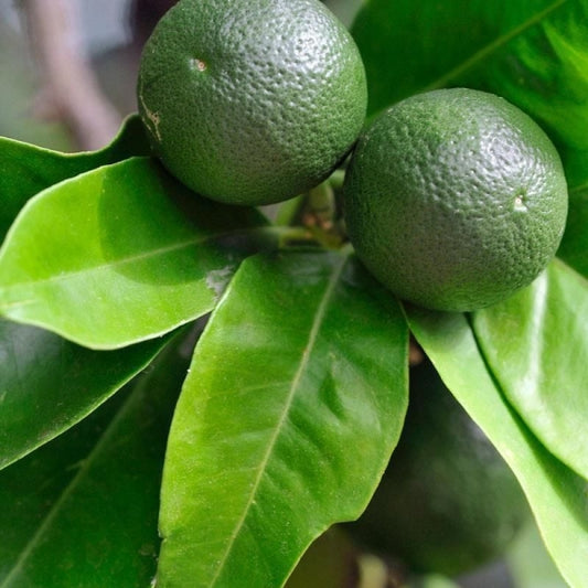 Turunç Yaprağı (Petit Grain)