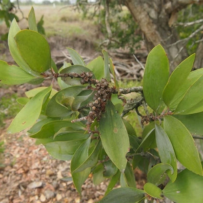 Niaouli