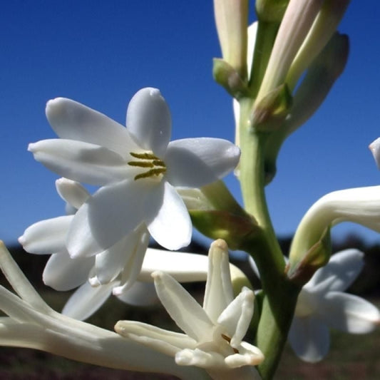 Sümbülteber Absolü (Tuberose)