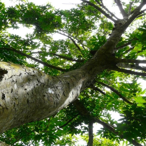 Elemi