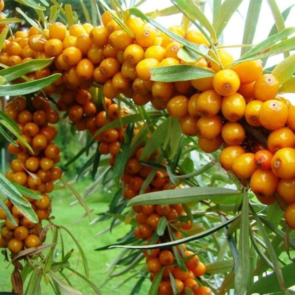 Yalancı İğde Yağı