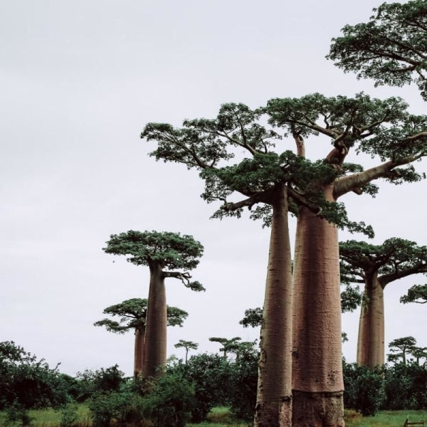 Baobab Yağı